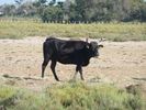 taureau camarguais