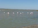 les in�vitables flamants roses