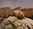 Galerie de l'Aurignacien. Y sont reconstitu�s des animaux qui vivaient du temps de l'occupation de la grotte Chauvet, ici un lion des cavernes