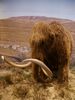 un mamouth