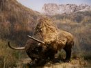 un bison