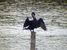 Grand cormoran.